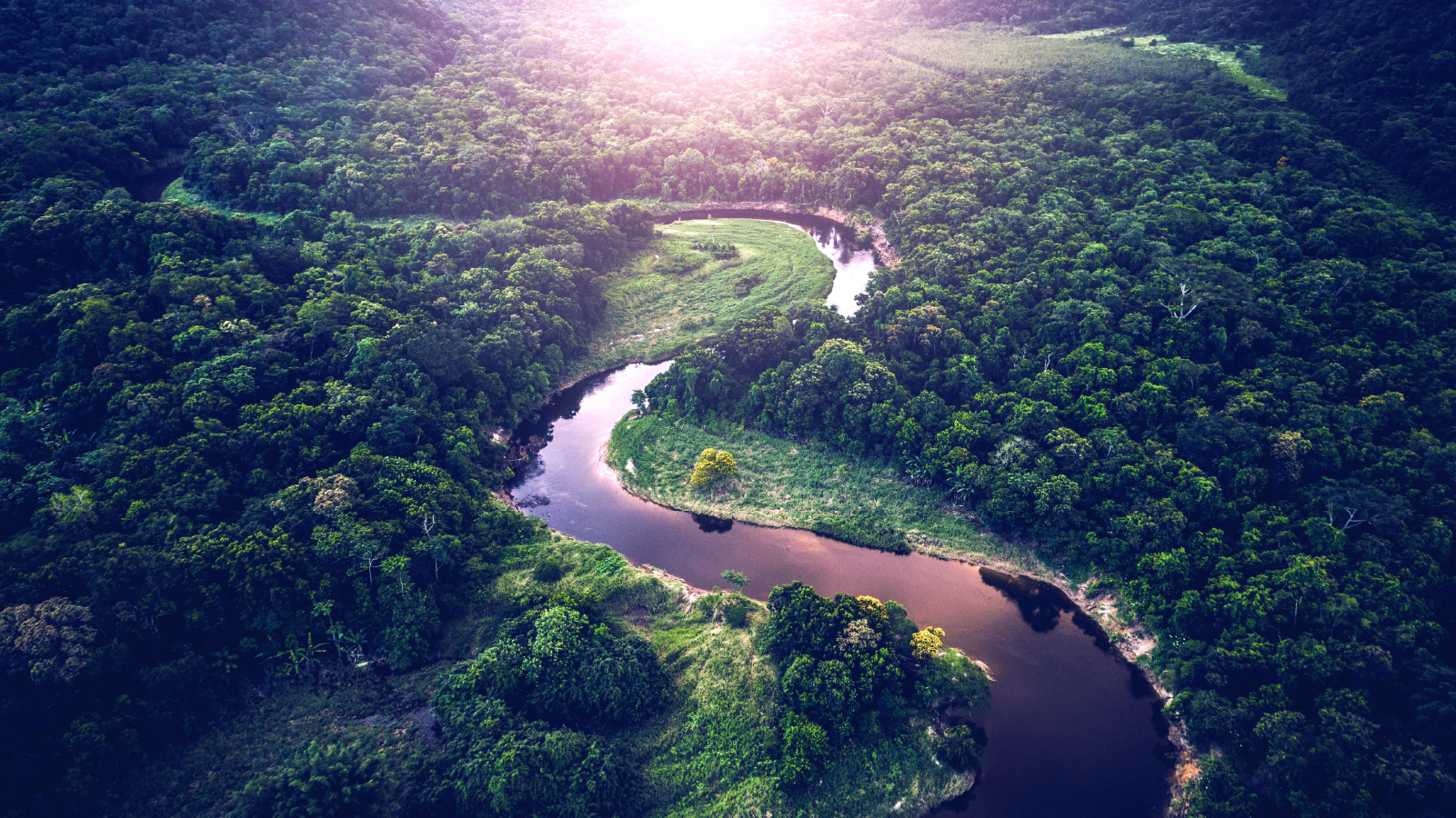 ~ai-c3184031-2b89-4269-aab9-119be7773ce8_ Aerial view of lush trees and a winding river